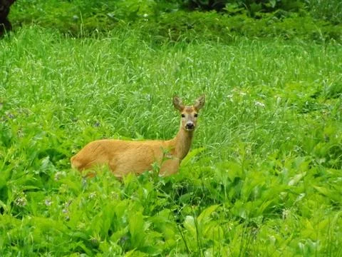 Roe deer 库存照片