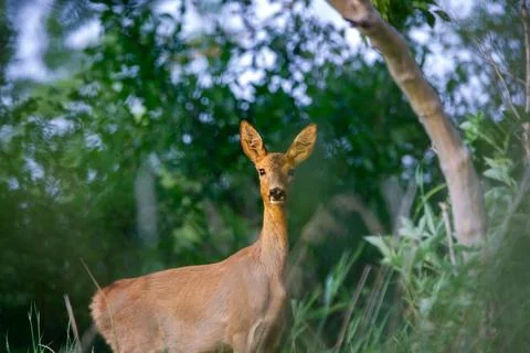 Roe deer Stock Photos
