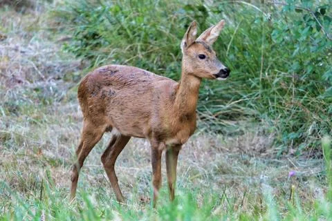 Roe Deer . Stock Photos