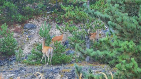 Roe deer in a pine forest. Stock Footage 250888300