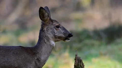 Roe deer portrait Stock Footage