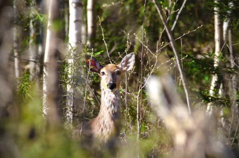 Roe deer portrait Stock Photos