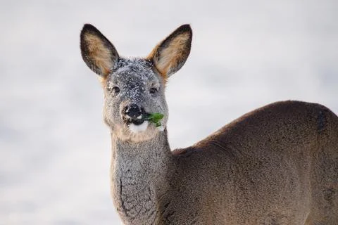 Roe deer portrait Stock Photos