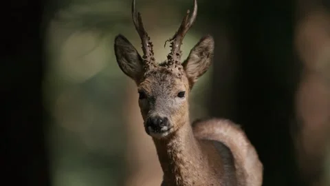 Roe Deer Portrait Standing in a Lush Giant Redwood Forest Woodland Setting 库存影片 331108542