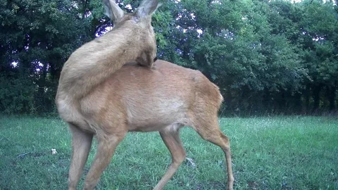 Roe deer preening Stock Footage 315346275