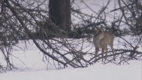 Roe deer preens itself in the snow under trees Stock Footage 293055510