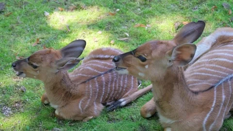 Roe deer rest lying on green grass. A wild animal grazes on a hay field. Vídeos de archivo 252742964