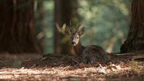 Roe Deer Resting on the Forest Floor Among Giant Redwood Trees in the Wild Vidéo 331108511