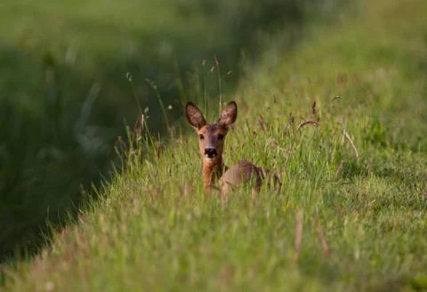 Roe deer resting Stock Photos