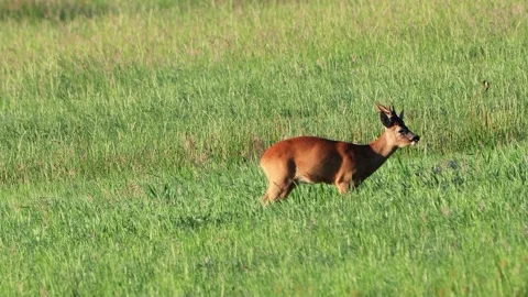 Roe Deer Roebuck on Meadow At Springtime Stock Footage 203399605