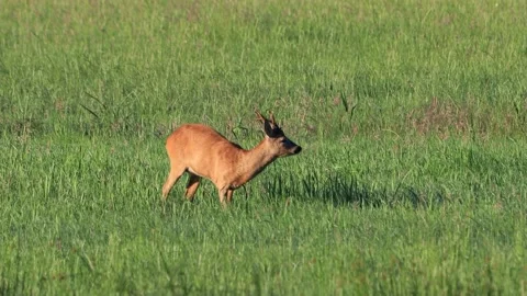 Roe Deer Roebuck on Meadow At Springtime Stock Footage 215739078