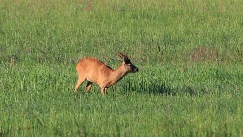 Roe Deer Roebuck on Meadow At Springtime Stock Footage 231054170