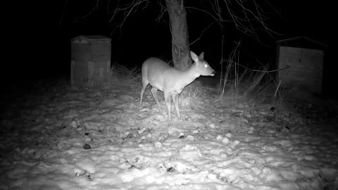 Roe deer rummages through snow in search of frozen apples Stock Footage 293711257