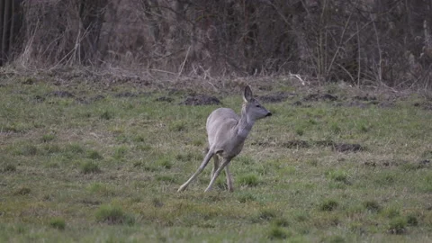 Roe deer on the run, 4K slow motion Stock Footage 237531732