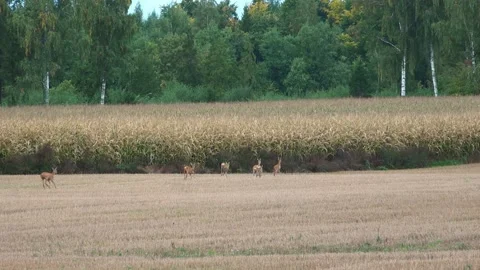 Roe deer run across the field Stock Footage 211048401
