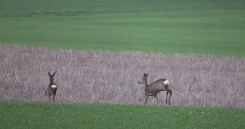 Roe deer on the run, close, 4K slow motion Stock Footage 166230029