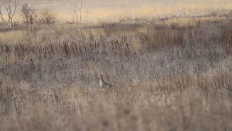 Roe deer running in the field Stock Footage 300865318