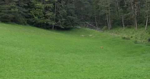 Roe deer running in green alpine meadow in dolomites, italy Stock-Footage 340778484
