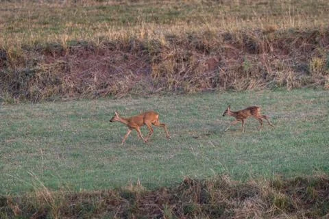 Roe deer running in the meadow Stock Photos