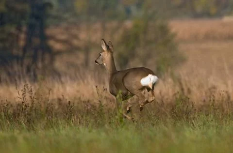 Roe deer running Stock Photos