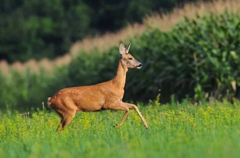 Roe deer running Stock Photos