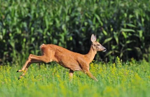 Roe deer running Stock Photos