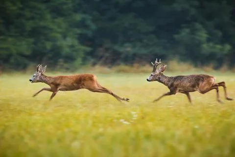 Roe deer running Stock Photos