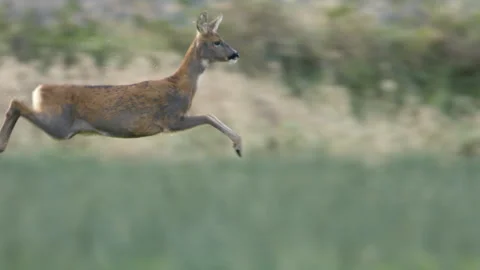 A roe deer running through fields, Scotland, UK Stock Footage 254717360