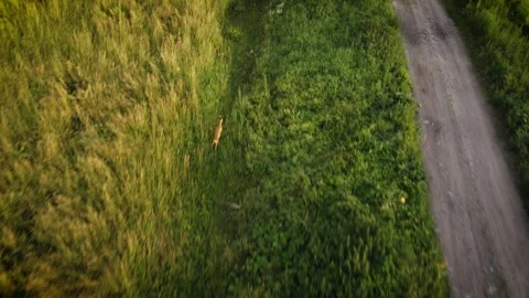 Roe deer running through meadow with high grass. Wild nature aerial view. Scared Stock Footage 278580152