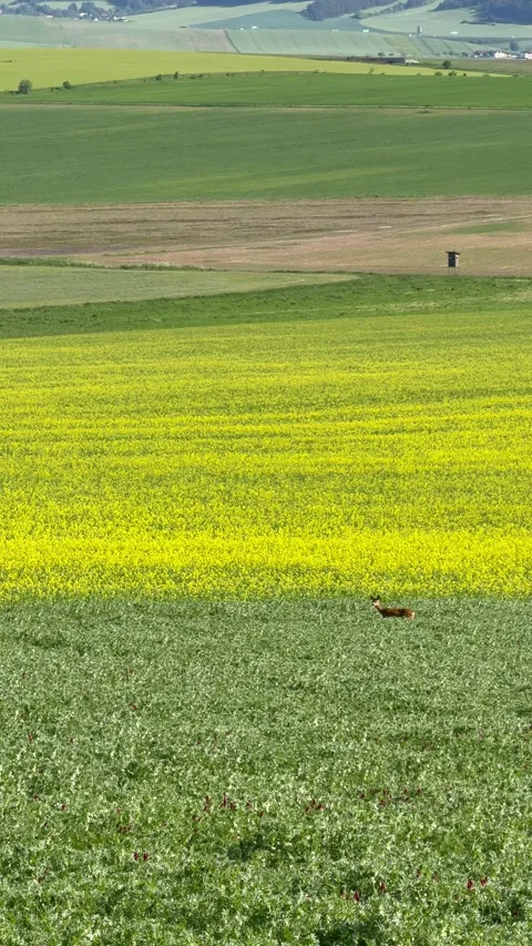 Roe Deer Running Yellow Field Stock Footage 342501820