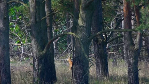 A roe deer runs into the forest. A roe deer among the trees. Stock Footage 338121825