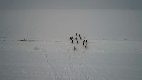 Roe Deer Runs in The Snow Video stock 100222315