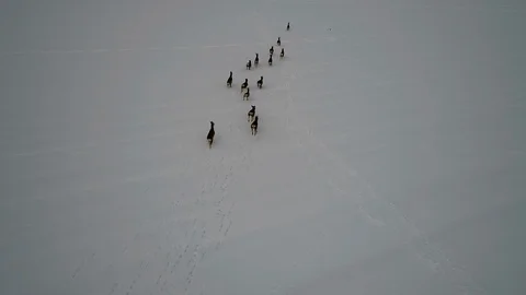 Roe Deer Runs Through The Snow - Slow Motion 스톡 동영상 100223413