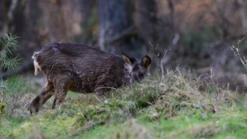 Roe deer search feed on the forest meadow Stock Footage 77334240