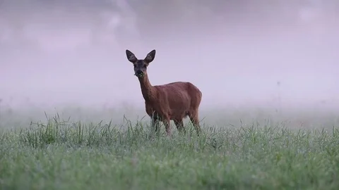 Roe deer search feed from the meadow at morning fog, summer Video stock 83951422