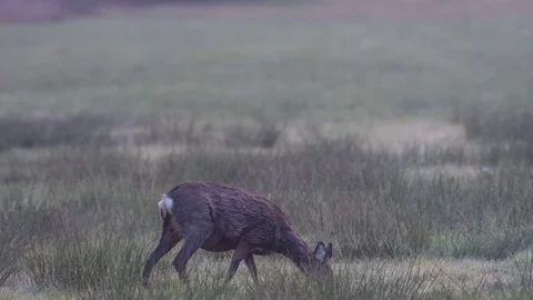 Roe deer search feed from the meadow, spring Stock Footage 97927397