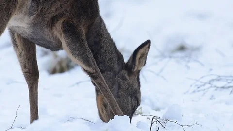 Roe deer search feed in the snow Stock Footage 77305668