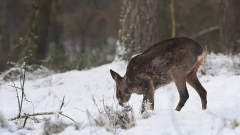 Roe deer search feed in the snow Stock Footage 77333816