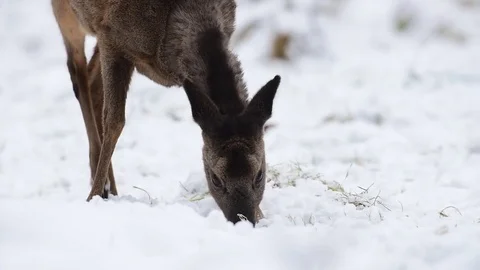 Roe deer search feed in the snow, portrait Stock Footage 77333997