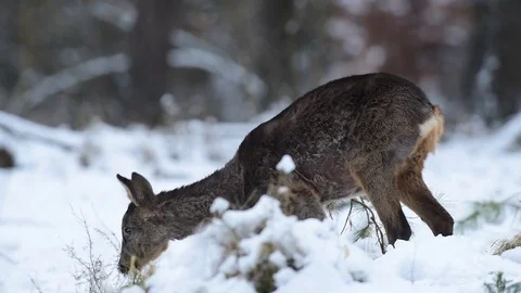 Roe deer search feed in the snow Stock Footage 77334046