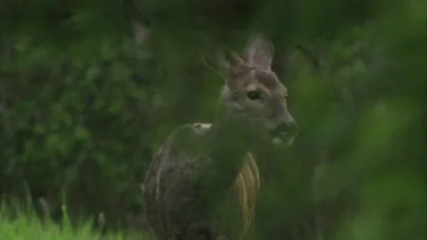 Roe deer shakes off insects during molt Stock Footage 308009961