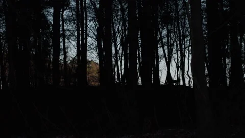 Roe deer silhouette barking and walking away in dark pine forest. 4K 60fps. Vídeos de archivo 334126436
