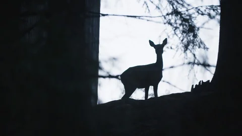 Roe deer silhouette 스톡 동영상 92410448