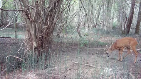 Roe deer sits and rests in the woods Stock Footage 267589327