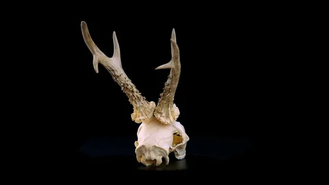 Roe deer skull 스톡 동영상 92863620