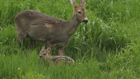 Roe deer with small fawn Video stock 243227778