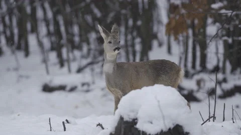Roe deer in the snow Stock Footage 148766158