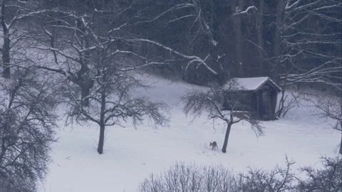 Roe deer in the snow on a meadow at the edge of the forest Stock Footage 293055883