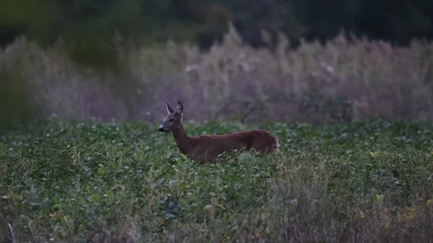 Roe deer in a soybean field Stock Footage 329246658