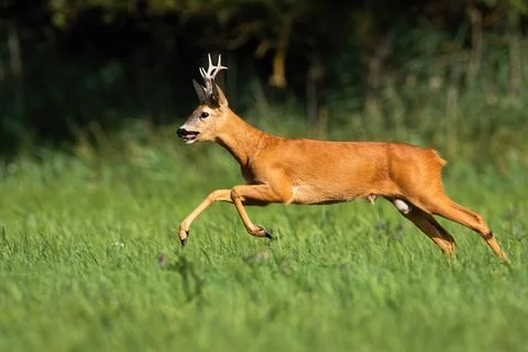 Roe deer in speed motion on meadow in summer nature Stock Photos